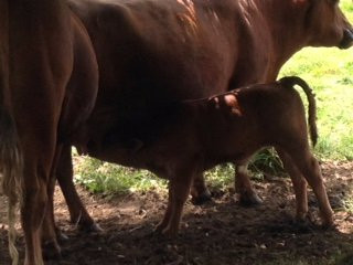 Monte Verde-蒙特港必去景点