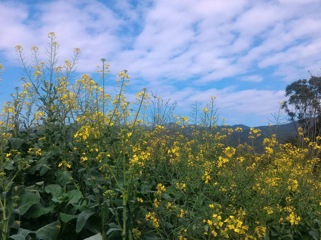 天适樱花悠乐园-从化市必去景点