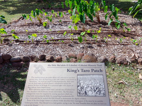 The King's Taro Patch-拉海纳必去景点