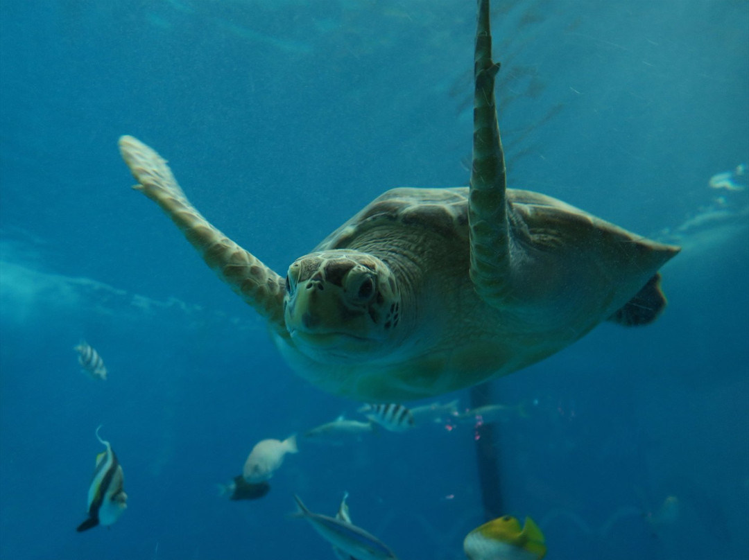 Ogasawara Marine Product Center-Chichi-jima必去景点