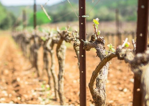 Domaine du Clos Gautier-Carces必去景点