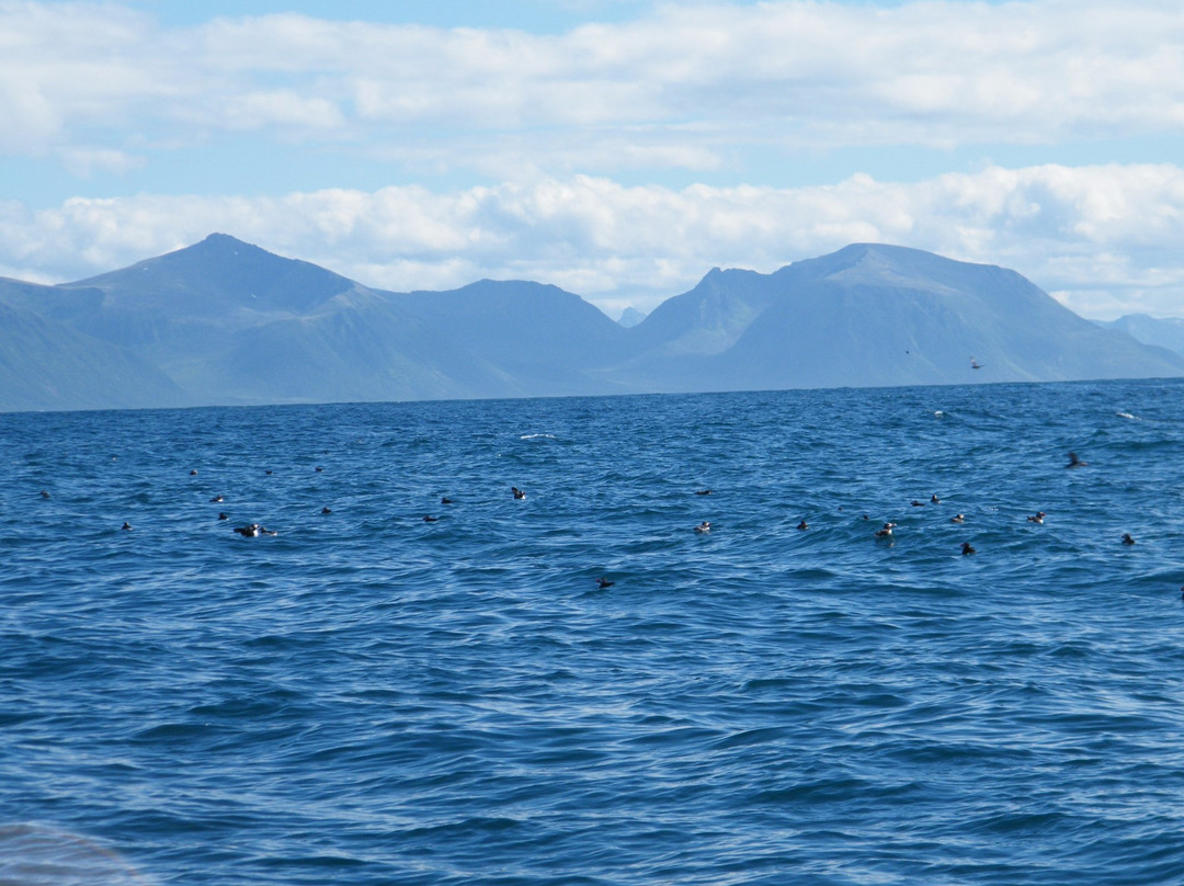 Stø Safari景点图片
