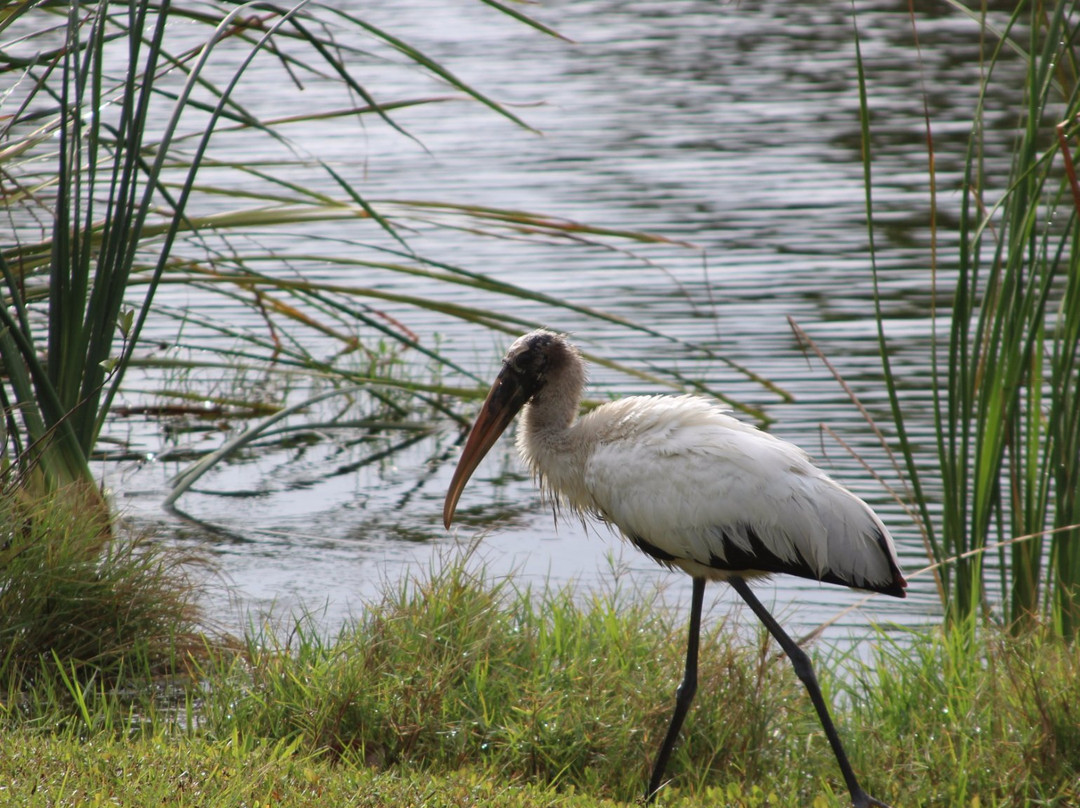 Burt Reynolds Park-朱庇特必去景点