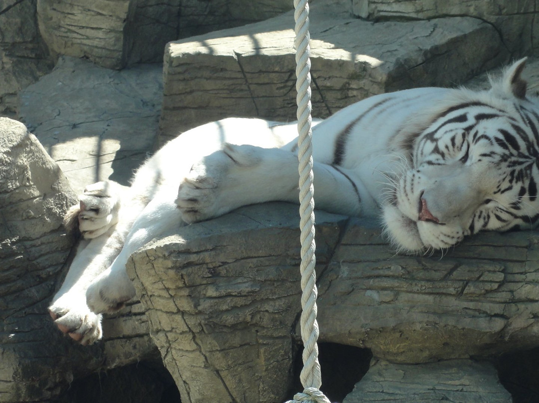Balu Zoo-阿纳帕必去景点