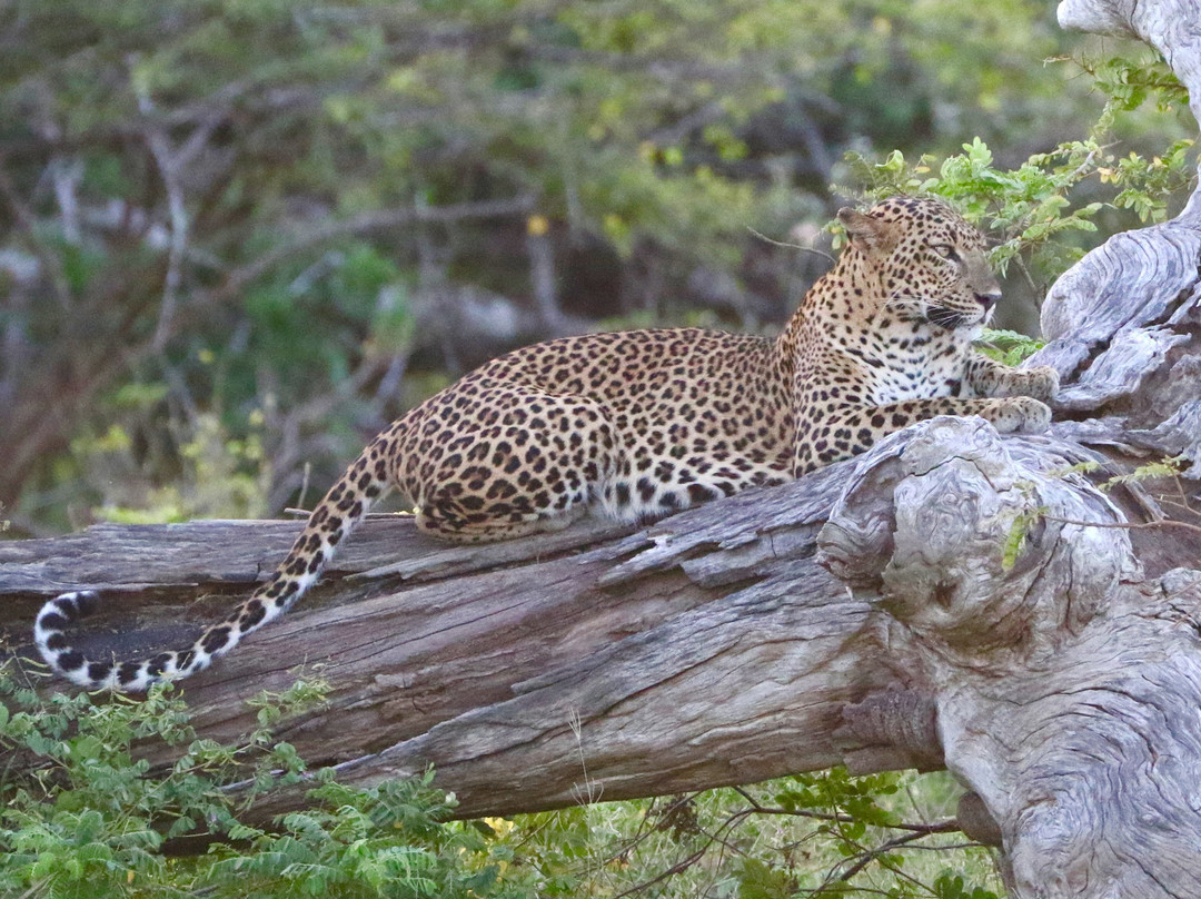 Yala Excursions-雅拉国家公园必去景点