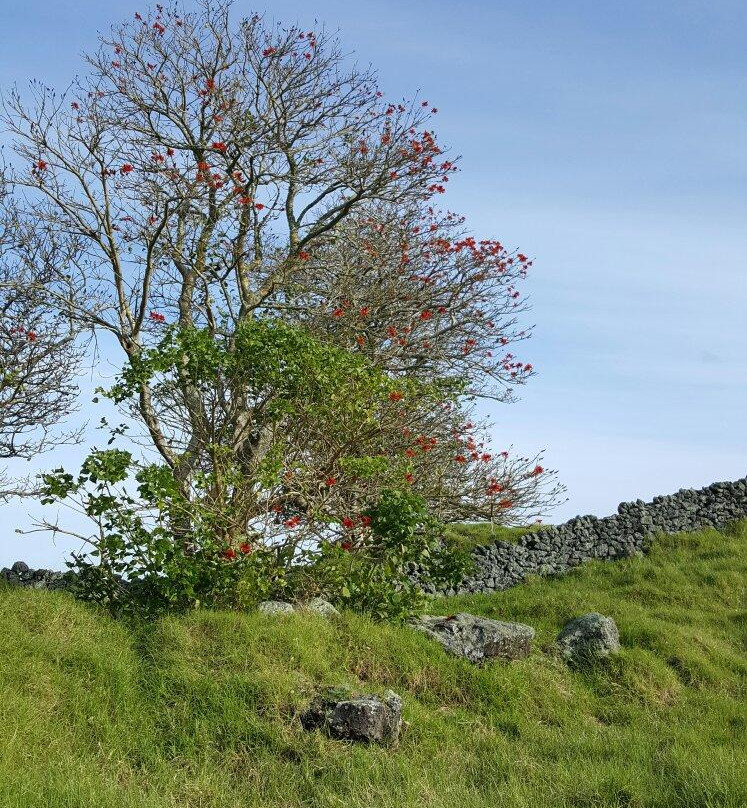 Otuataua Stonefields Reserve-曼格雷必去景点