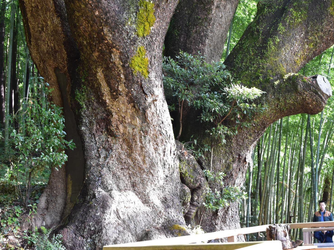 Kamiyatsuno Okusuu-越生町必去景点