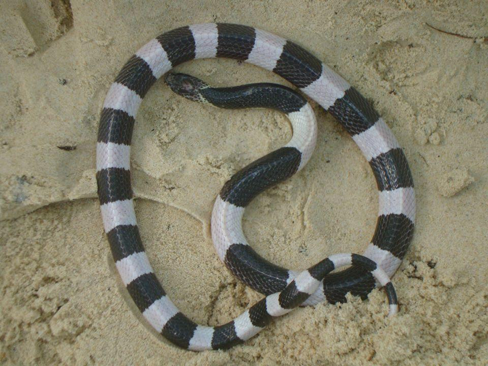 Jungle zoo-高龙必去景点