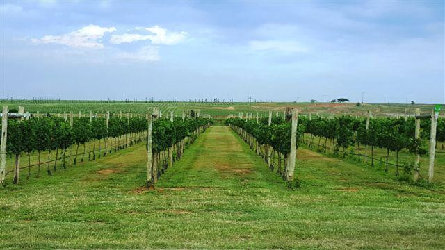 Cathedral Peak Wine Estate景点图片