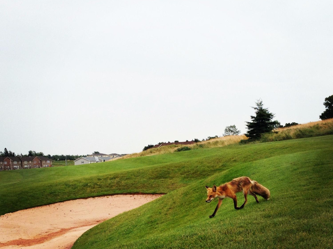 Fox Meadow Golf Club-Stratford必去景点