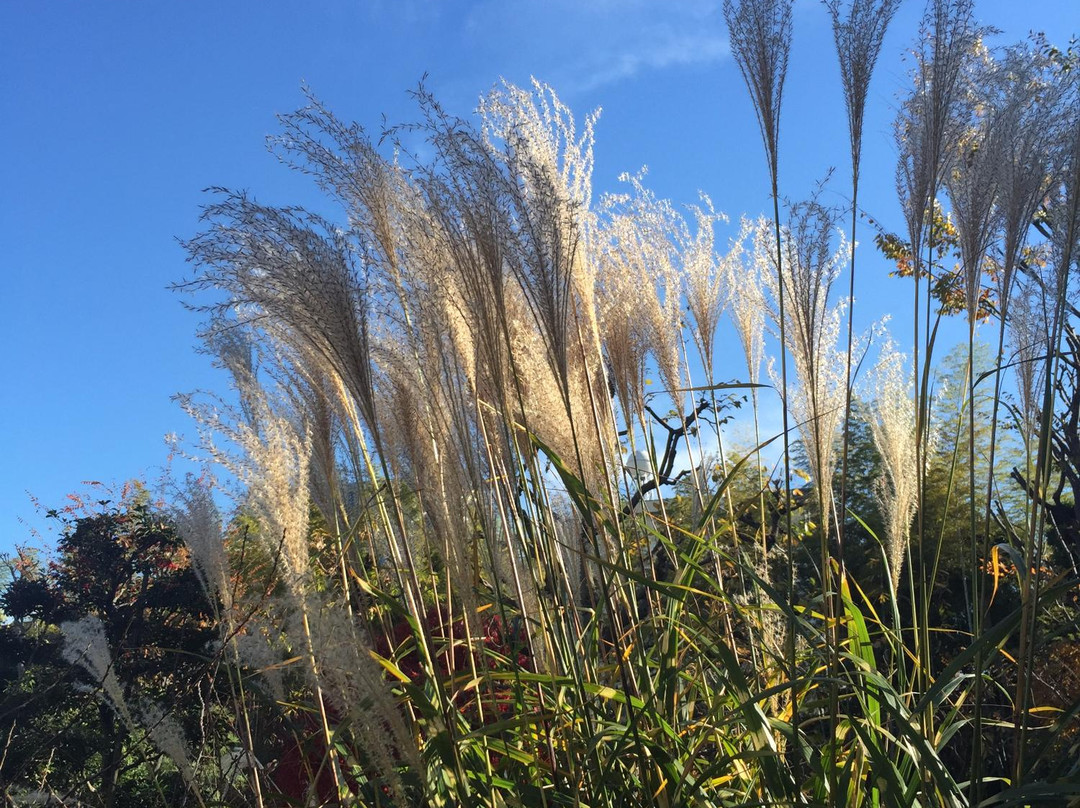 Yakushino Izumi Garden-板桥区必去景点