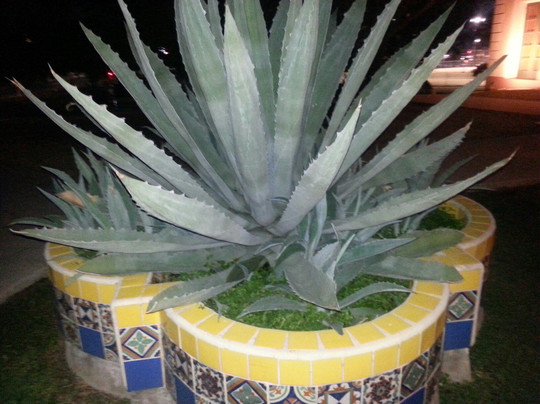 San Pedro Springs Park-圣安东尼奥市必去景点