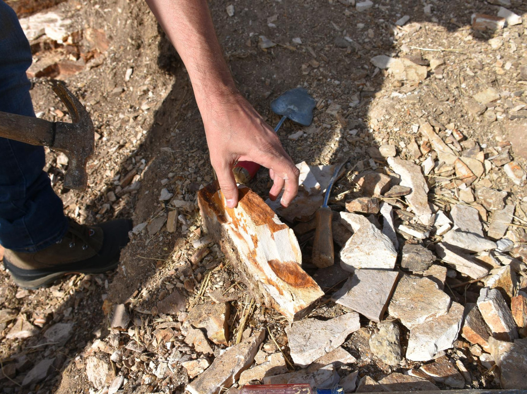 Fossils at Wheeler High School-福尔斯必去景点