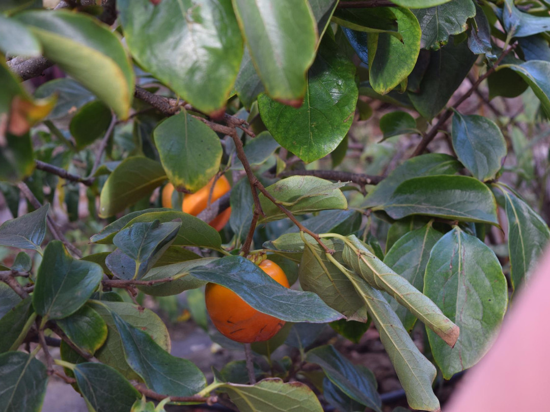Jardin de Frutas Tropicales-Valle Gran Rey必去景点