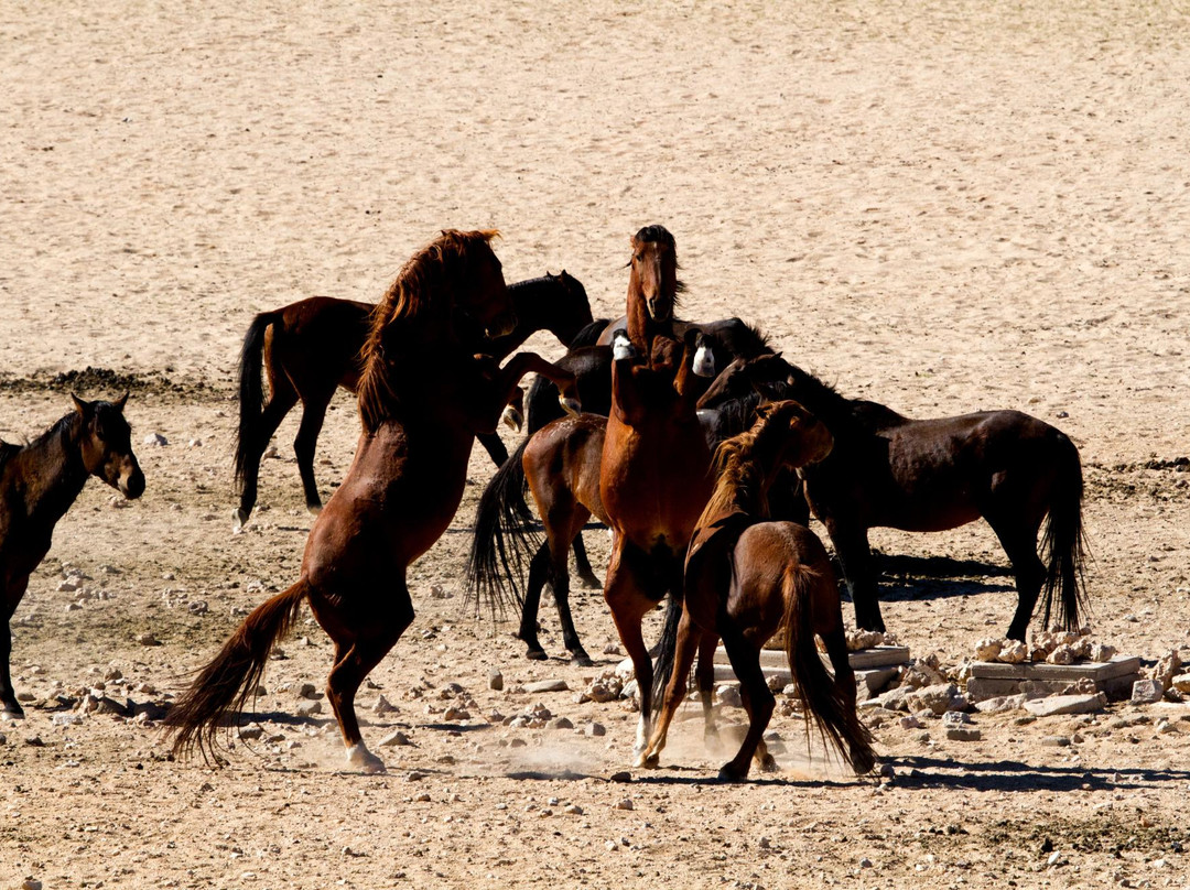 Wild Horses of Aus景点图片