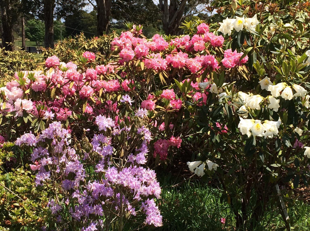 Play A Round in Tassie Day Tours-伯尼必去景点