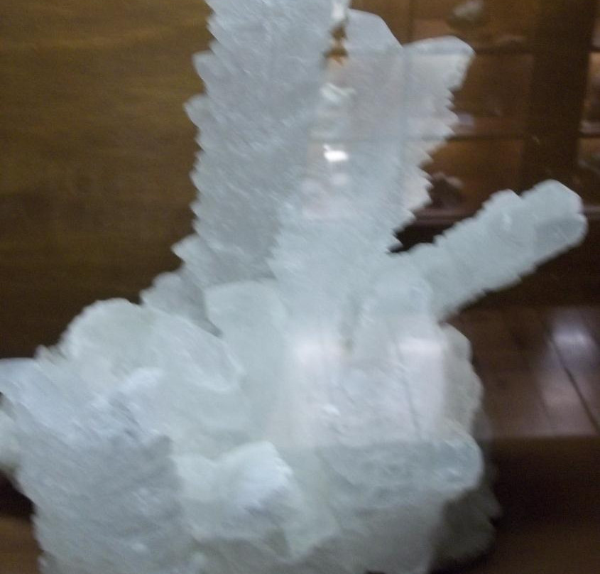 Musee Lecoq Natural History Museum景点图片
