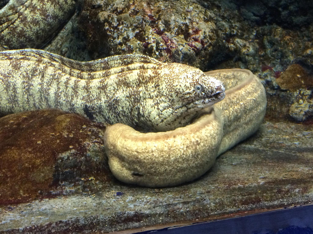 Hekinan Seaside Aquarium - Hekinan Youth Maritime Science Museum景点图片