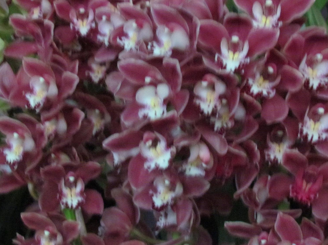 Deorali Orchid Sanctuary景点图片