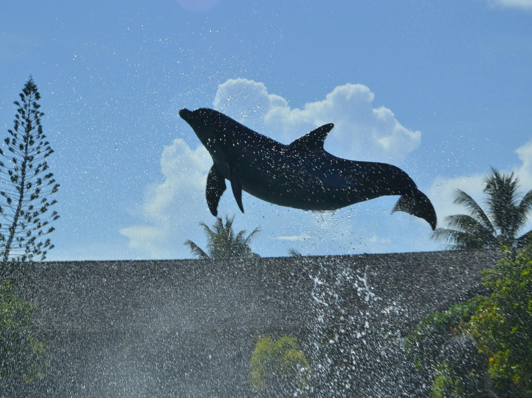Moorea Dolphin Center-莫雷阿岛必去景点
