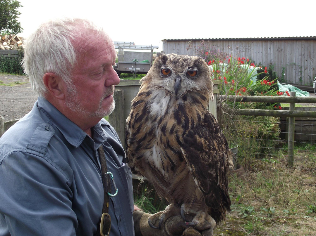 Black Mountains Falconry Centre景点图片