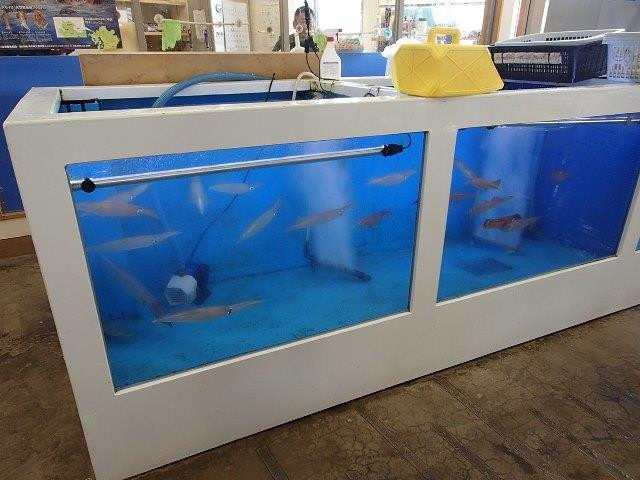 Tairyosenka-唐津市必去景点