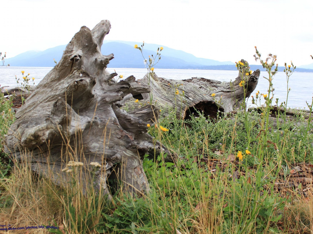 Sucia Island State Park景点图片