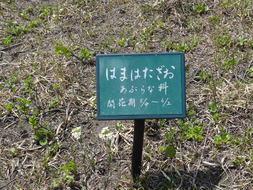 Hamanasuno Oka Park-石狩市必去景点