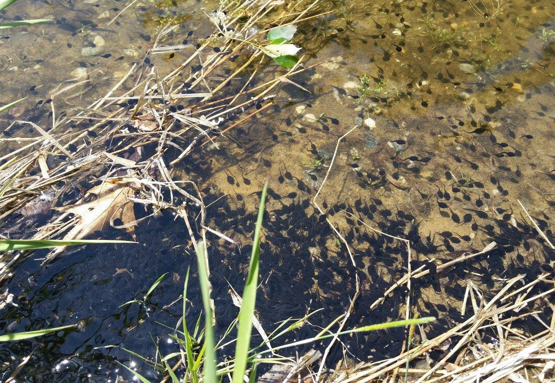 Robinson State Park-Agawam必去景点