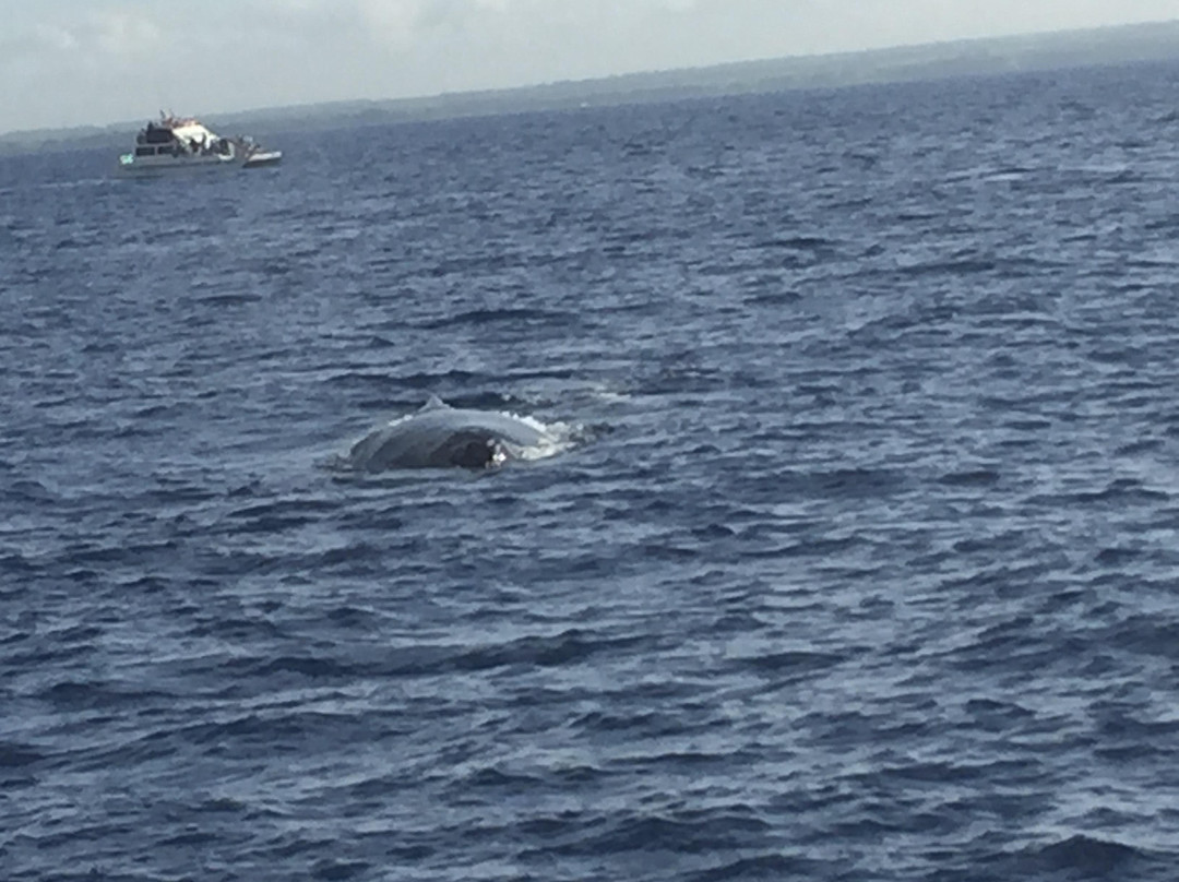 Aloha Blue Charters-玛阿拉也亚必去景点