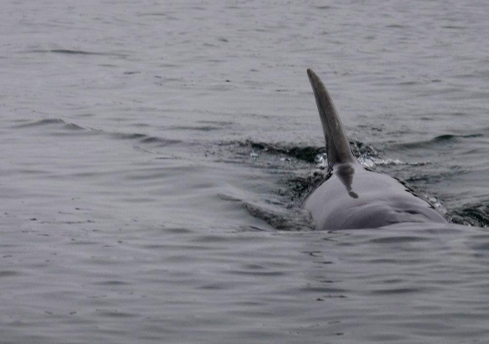 Adventure Kayaking SA-阿德莱德必去景点