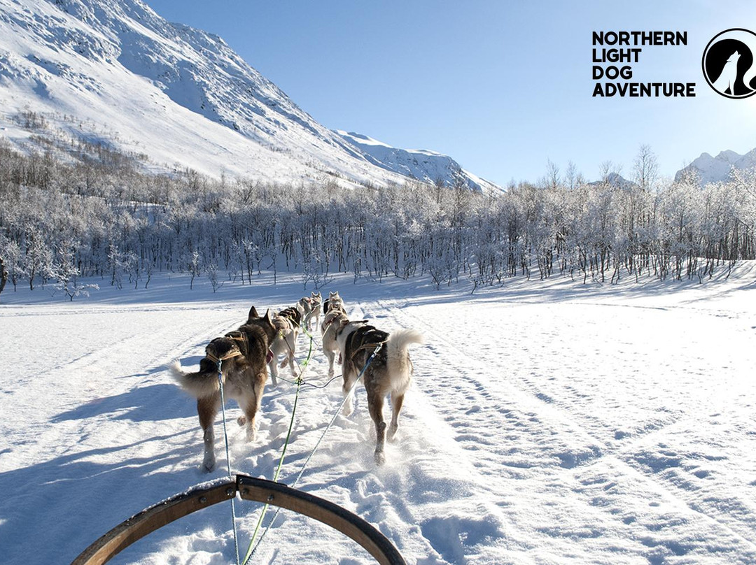 Northern Light Dog Adventure景点图片