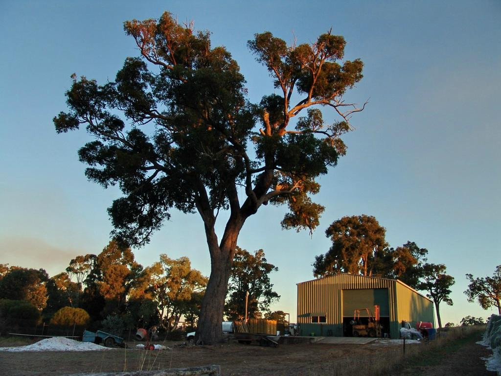 Shedleys-布里奇敦必去景点