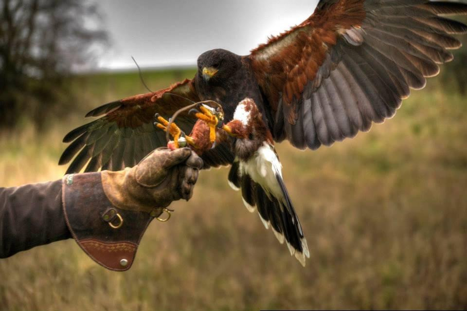 Wheatly Birds of Prey Centre景点图片