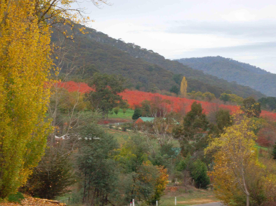 Wandiligong Maze-Wandiligong必去景点