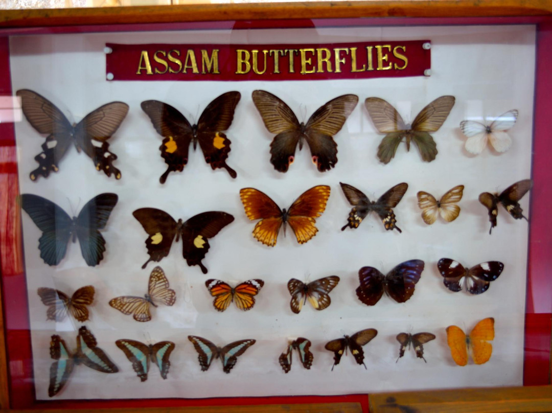 Butterfly Museum景点图片