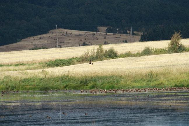 Baskett Slough National Wildlife Refuge景点图片