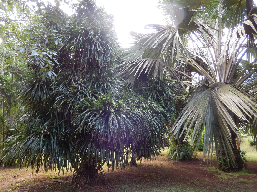 Jardin Botanique de Coconi景点图片