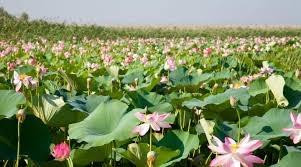 Lotus Valley景点图片