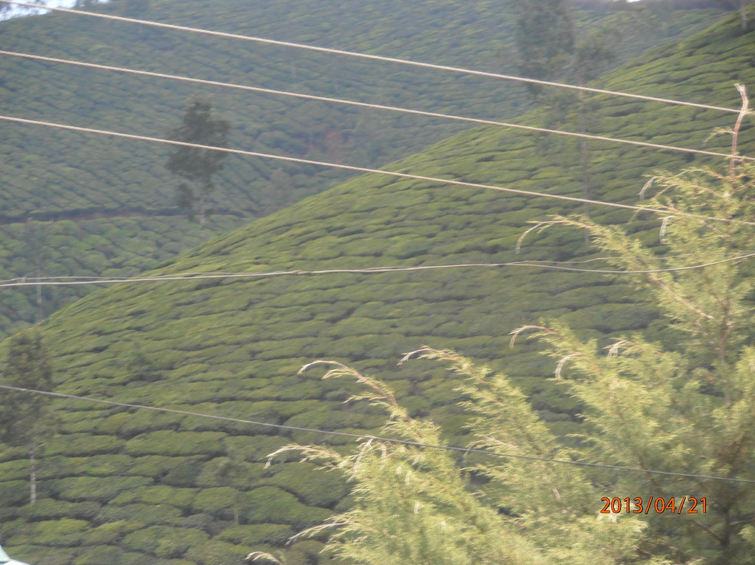 Blooming Paradise主图