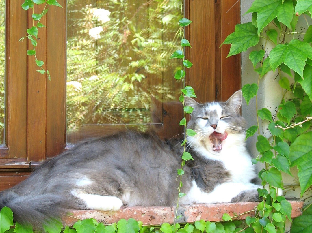 Agriturismo il Fondaccio主图