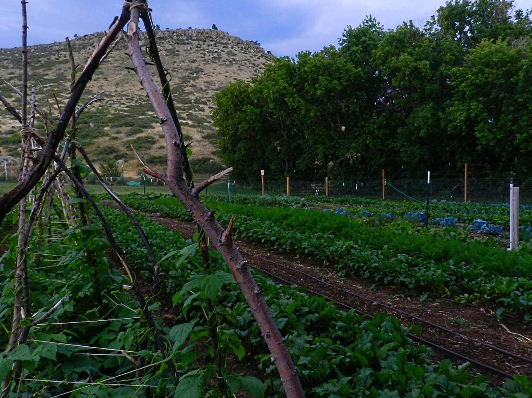 Lyons Farmette-Lyons必去景点