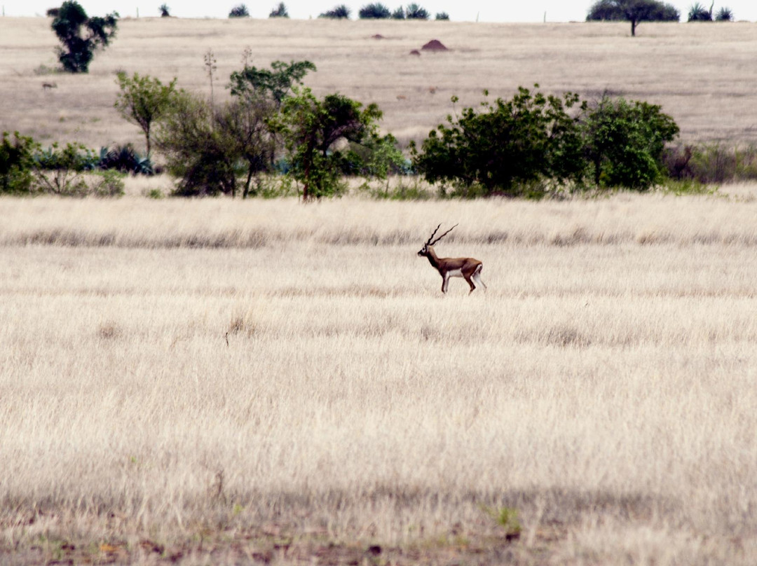 Rollapadu Wildlife Sanctuary-Kurnool必去景点
