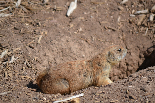 Mackenzie Park-拉伯克县必去景点