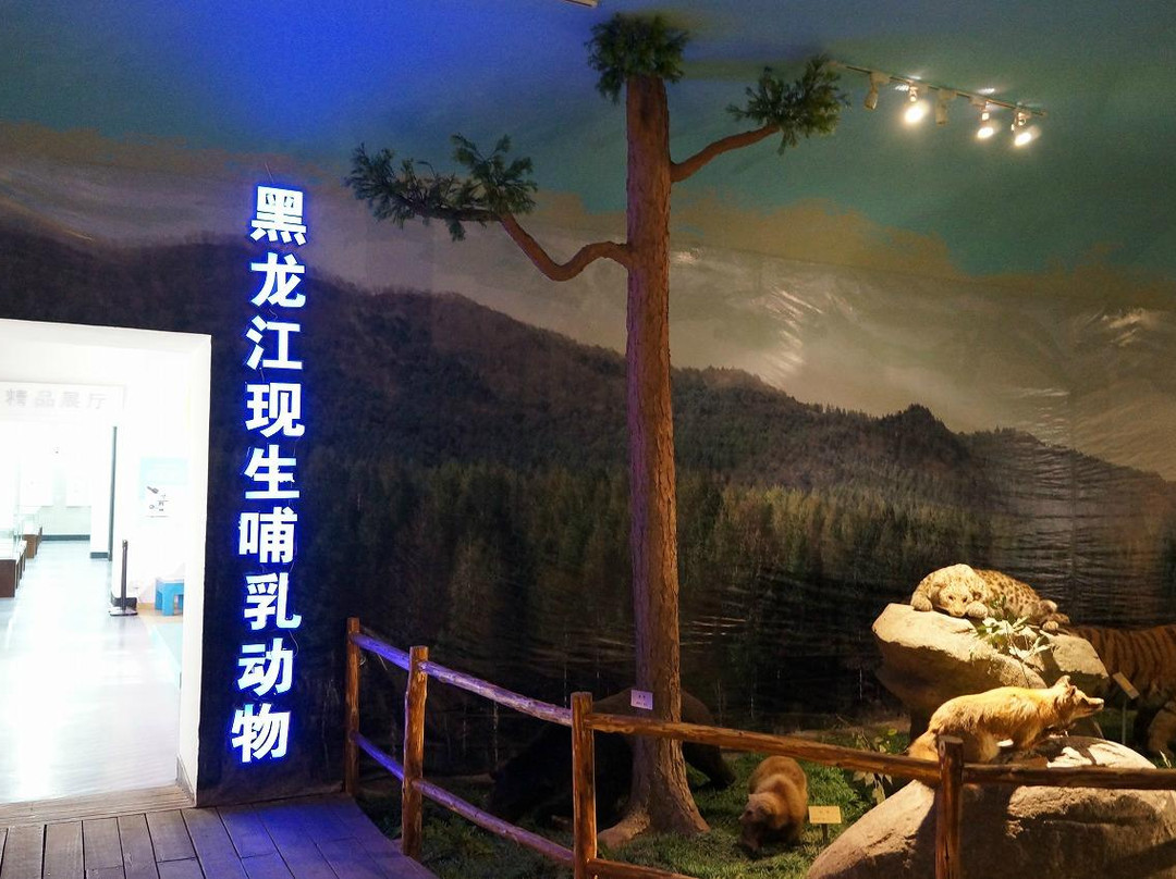 黑龙江省博物馆-哈尔滨市必去景点