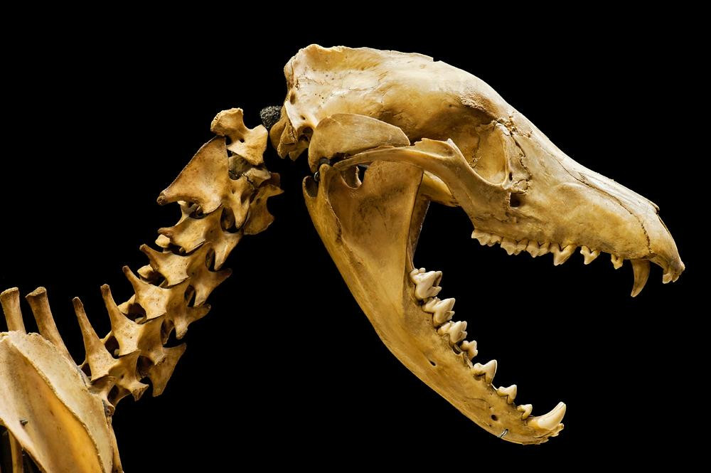 麦克里博物馆-悉尼必去景点