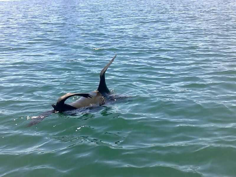 Steamboat Vicky-开普敦中心区必去景点