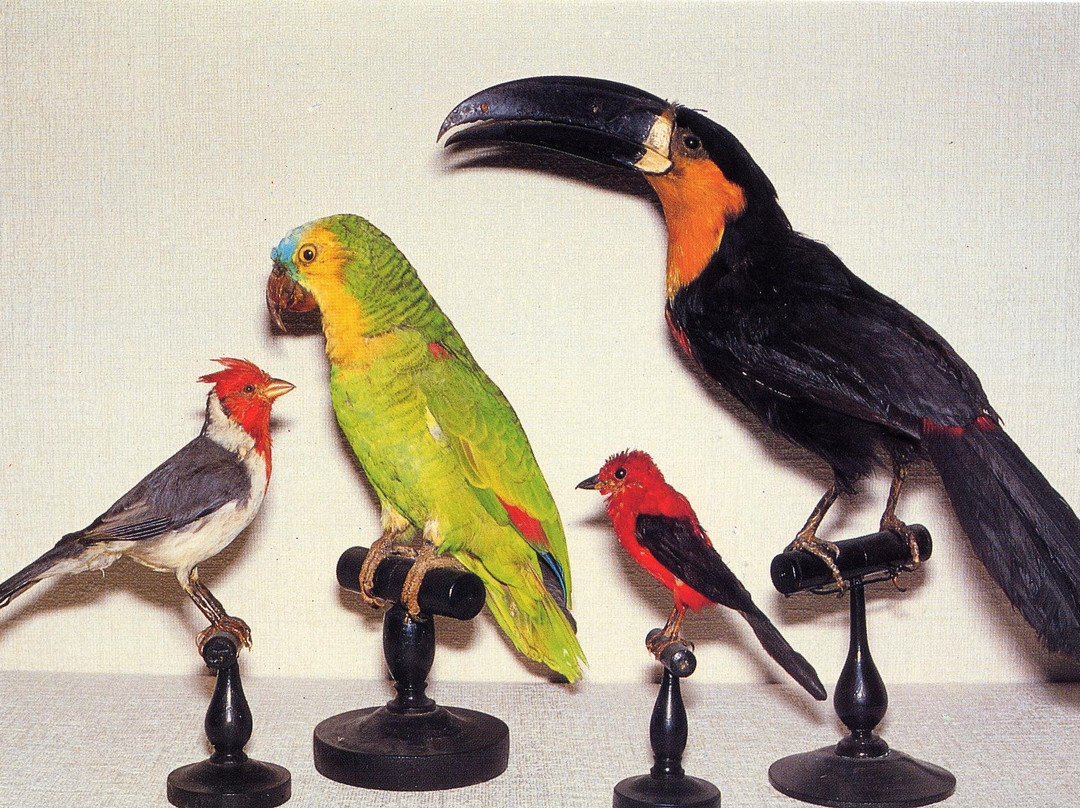 Musee d'Histoire Naturelle Philadelphe Thomas景点图片
