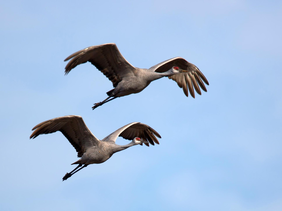 Hiwassee Wildlife Refuge-Birchwood必去景点