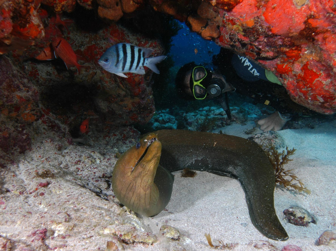 Atlantis Divers-费尔南多-迪诺罗尼亚群岛必去景点